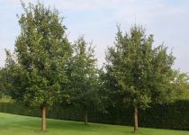 Quercus frainetto.jpg