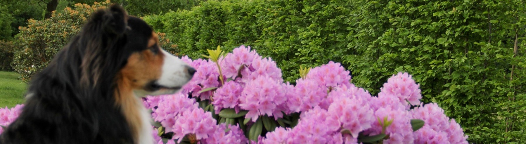 Rhododendron flieder.jpg